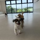 털로덮인친구들 달서점 이미지