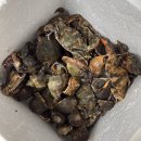 해루질 후기 🦀 5월 해루질 성지 마검포 해루질 펜션에서 '만통' 찍고 온 후기! 꽃게, 소라 해루질체험...