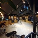 다독다독애견카페 이미지