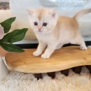 아담스펫 강아지분양 고양이분양 창원점 이미지