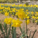 수선화 | 거제도 공곶이 수선화축제 후기