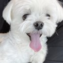 코아루 애견 이미지