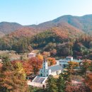 단풍