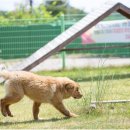 의견비 | 🐕 전북 임실 오수의견 관광지: 충직한 개의 전설이 살아 숨쉬는 감동 여행지 🌊