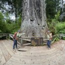 Memorial Day연휴 특별산행- Redwood National &amp; State Park 2026 3박4일 5 이미지