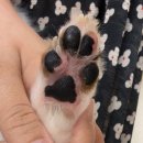 앵두 발바닥 | 패스룸 포우 케어 에센스 리뷰 | 고양이, 강아지 발바닥 보습제 내돈내산 후기
