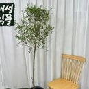 올리브나무 키우기 난이도 실내 화분 물주기 아파트 거실 식물 인테리어 이미지