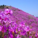 보성 일림산(철쭉축제)산행 예약&좌석 배치(5월6일) 이미지