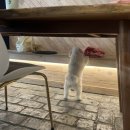 애옹애몽 이미지