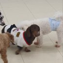 네발로오시개 이미지