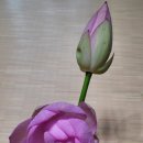 나비야함평가자 이미지