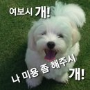 옆집강아지 | 양벌리애견미용실 경기광주오포 옆집강아지 애견샵 방문후기