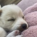 여기 <b>아기</b> <b>댕댕이</b> 좀 봐쥬세요ㅠㅠㅠ