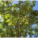 장생도라지박물관 이미지