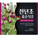 G천년초