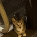 용펜션 | [충청도/태안] 해루질에 최적인 태안 펜션 몽푸하우스 2번째 방문 내돈내산 후기