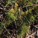 제주동여자중학교 수목 목록 이미지