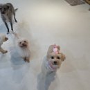 윤앤퍼피 이미지