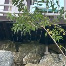 단지골 몽상가 이미지