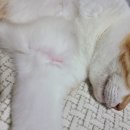 유니온동물병원 이미지