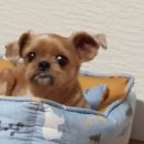 낙산냉면 이미지