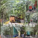 전주 팔복 이팝나무 철길 여행 후기