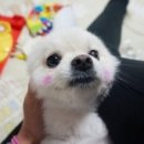 제일가축약품 이미지