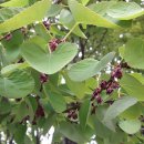 달콤한 나무 이미지