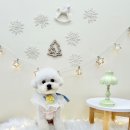 뽀프퍼피(POFF PUPPY) 이미지