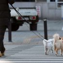 [기자의 시각] ‘반려빚’과 사는 인생 이미지