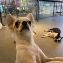 (주)피터펫 이미지