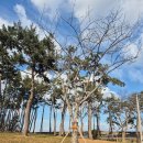 벚나무길 이미지