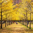 은행나무숲 입구 이미지