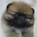 에버노블 이미지