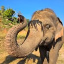 코끼리 | 치앙마이 코끼리 보호소 투어 후기 - 코끼리는 내 친구