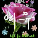 지조 카카오 검색결과