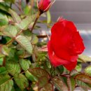 이포골프장 이미지