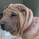 대체요법 - 블루베리 효능과 대체요법 이미지