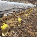 벧엘 양봉 이미지