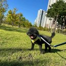 마리 앤 라일라 1대1 애견호텔 애견데이케어 이미지