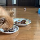 희또마미수제간식 이미지