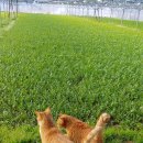 도덕농장 이미지