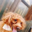 도그스101 | 분당 서판교 애견카페 도그스101 방문 후기