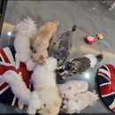 개털깍는 사랑이네 이미지