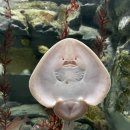 아우토반PC 이미지