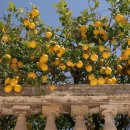 베이지 꽃 이미지