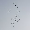 글(알아두고 젊게 삽시다-옮김)//사진(창공을 날으는 순천만의 철새들 ─ 명품 님) 이미지