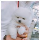 바둑아놀자 이미지