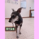 퐁키살롱 네이버블로그
