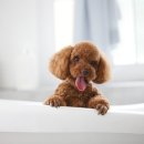 숲 동물의료센터 이미지